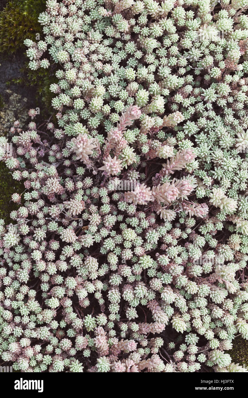 a variety of stonecrop on the stone in nature, note shallow depth of field Stock Photo