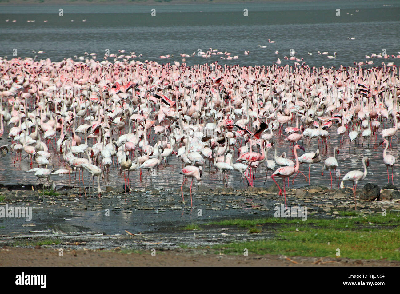 kenya, colony, alkaline, flamingos, phoeniconaias, lake bogoria, lake