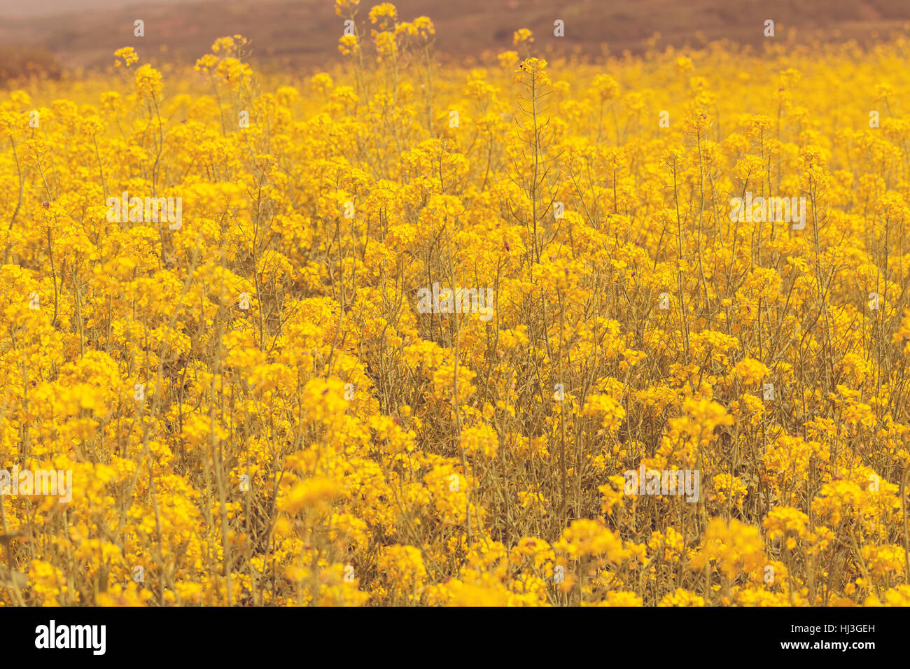 oilseed rape in the field, note shallow depth of field Stock Photo - Alamy