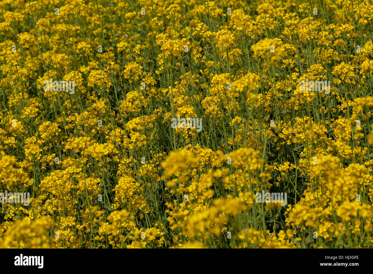 oilseed rape in the field, note shallow depth of field Stock Photo - Alamy