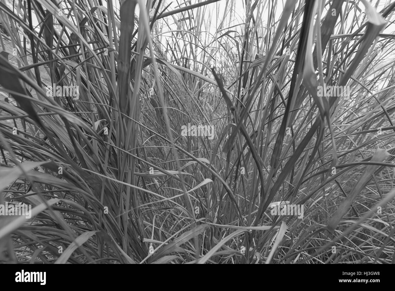 dry grass in autumn like a background, note shallow depth of field ...