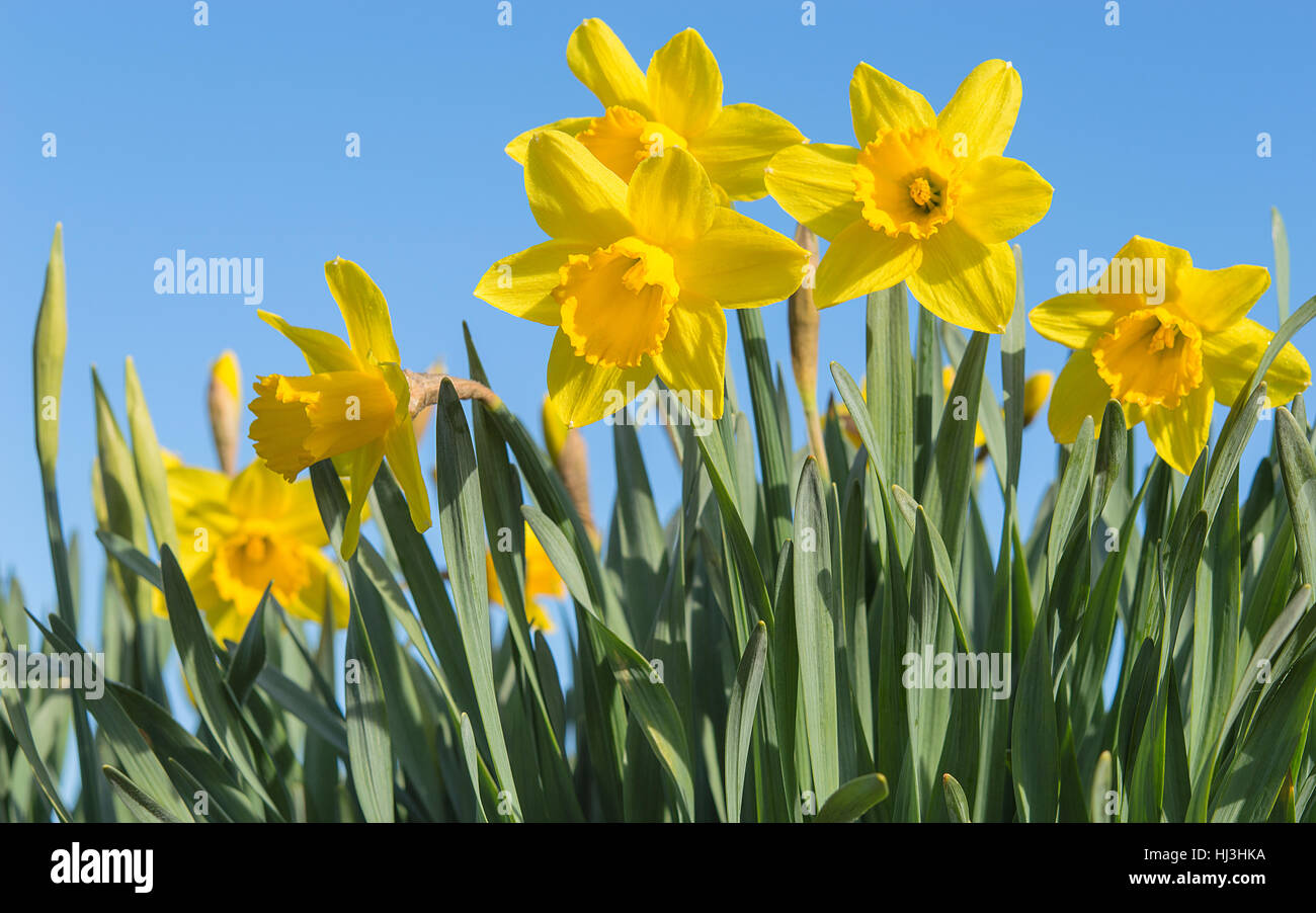 Bright vivid yellow daffodils flowers blooming on sunlit spring meadow against serene blue sky Stock Photo