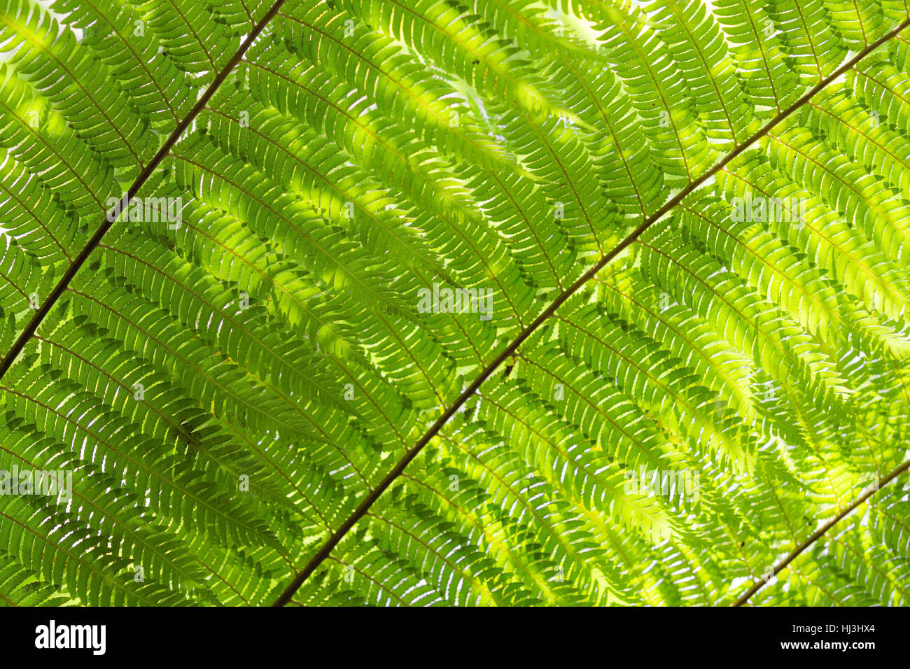 Sunlight backlit fern fronds leaves natural floral background with shallow deepth of field. Cyathea dealbata is unofficial symbol of New Zealand. Stock Photo