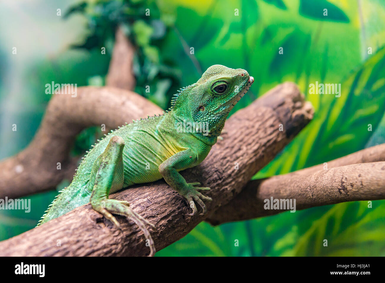 Chinese Water Dragon (Physignathus cocincinus) slithering on a branch