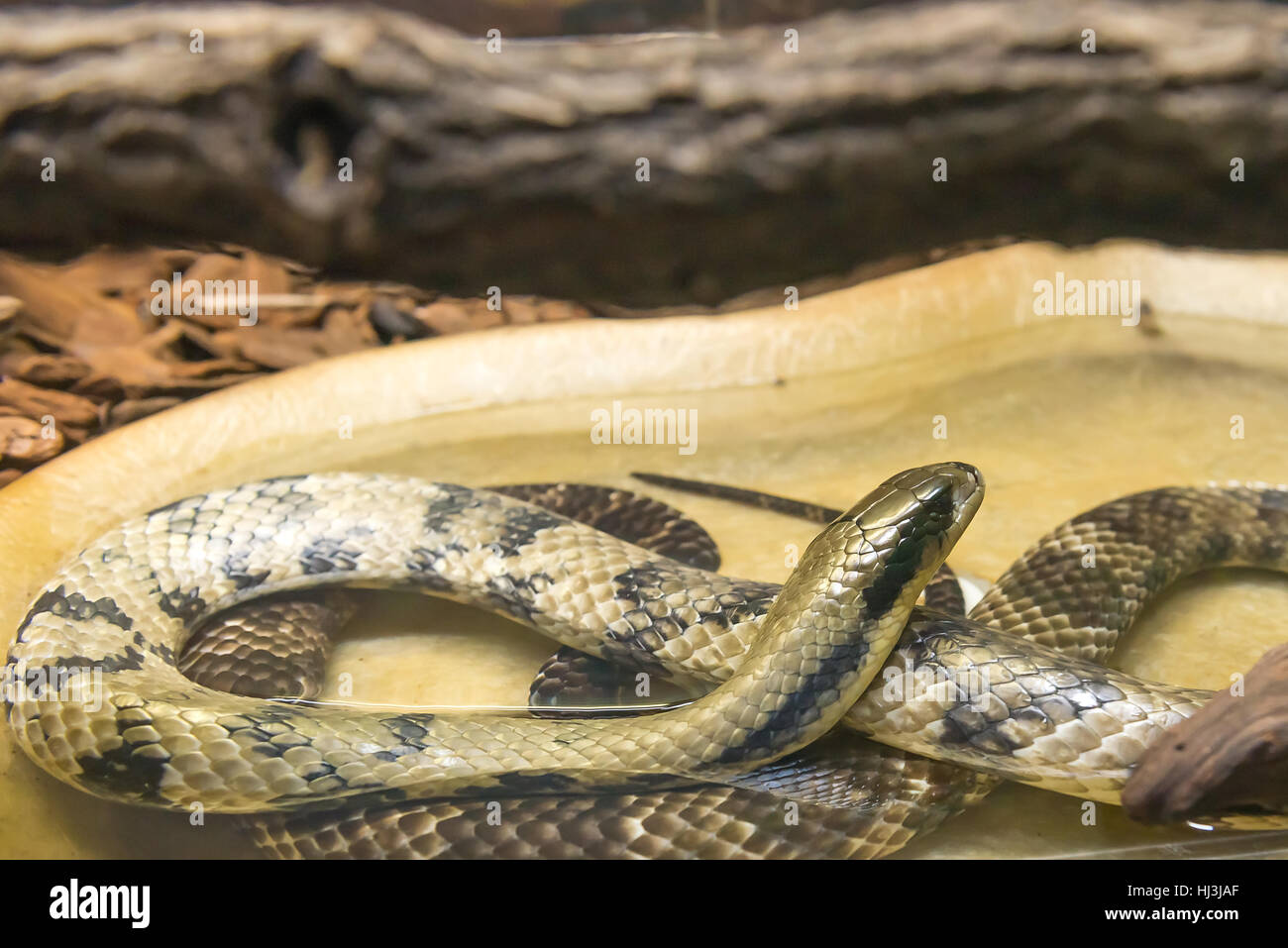 False water cobra