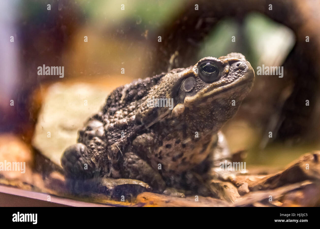 Giant cururu toad (rhinella jimi) with skin full of bumps sits quietly ...