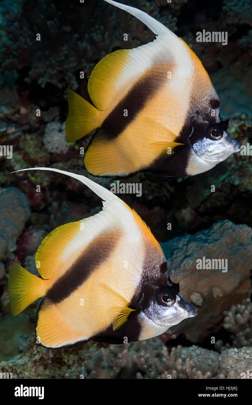 Underwater photo of two yellow Red Sea bannerfish (Heniochus intermedius) Stock Photo