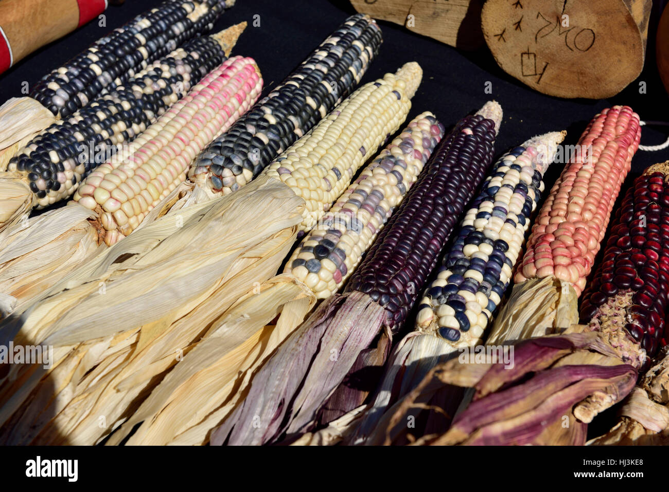 Traditional old native American Indian Maize or flint corn, (zea mays var. indurata) Stock Photo