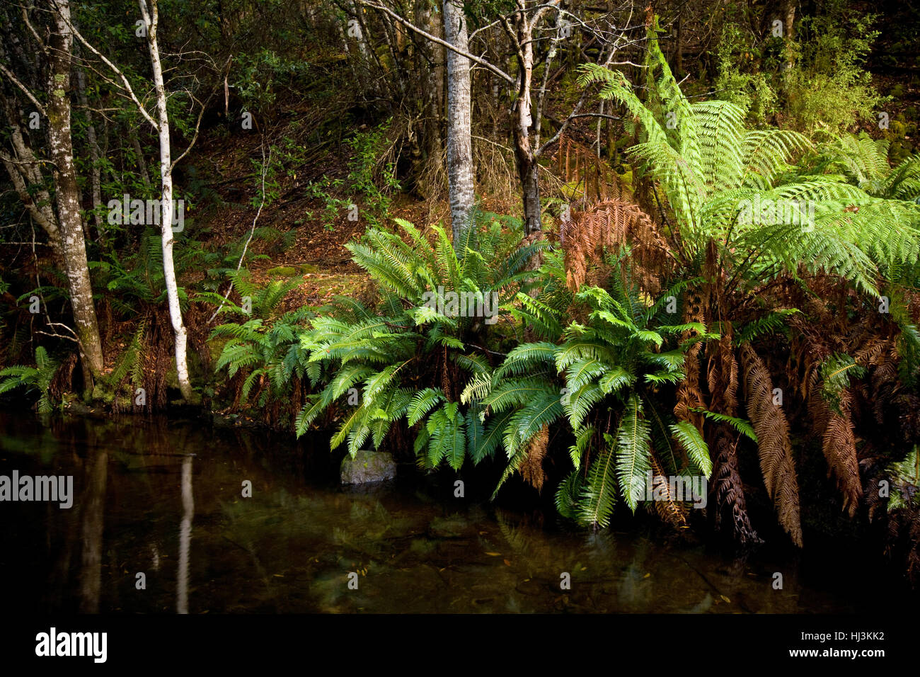 Rivers edge with ferns, Mt Field, Tasmania, Australia. Stock Photo