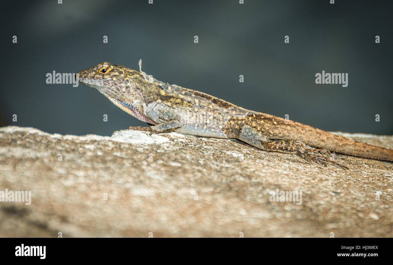 Lizard shedding skin hires stock photography and images Alamy