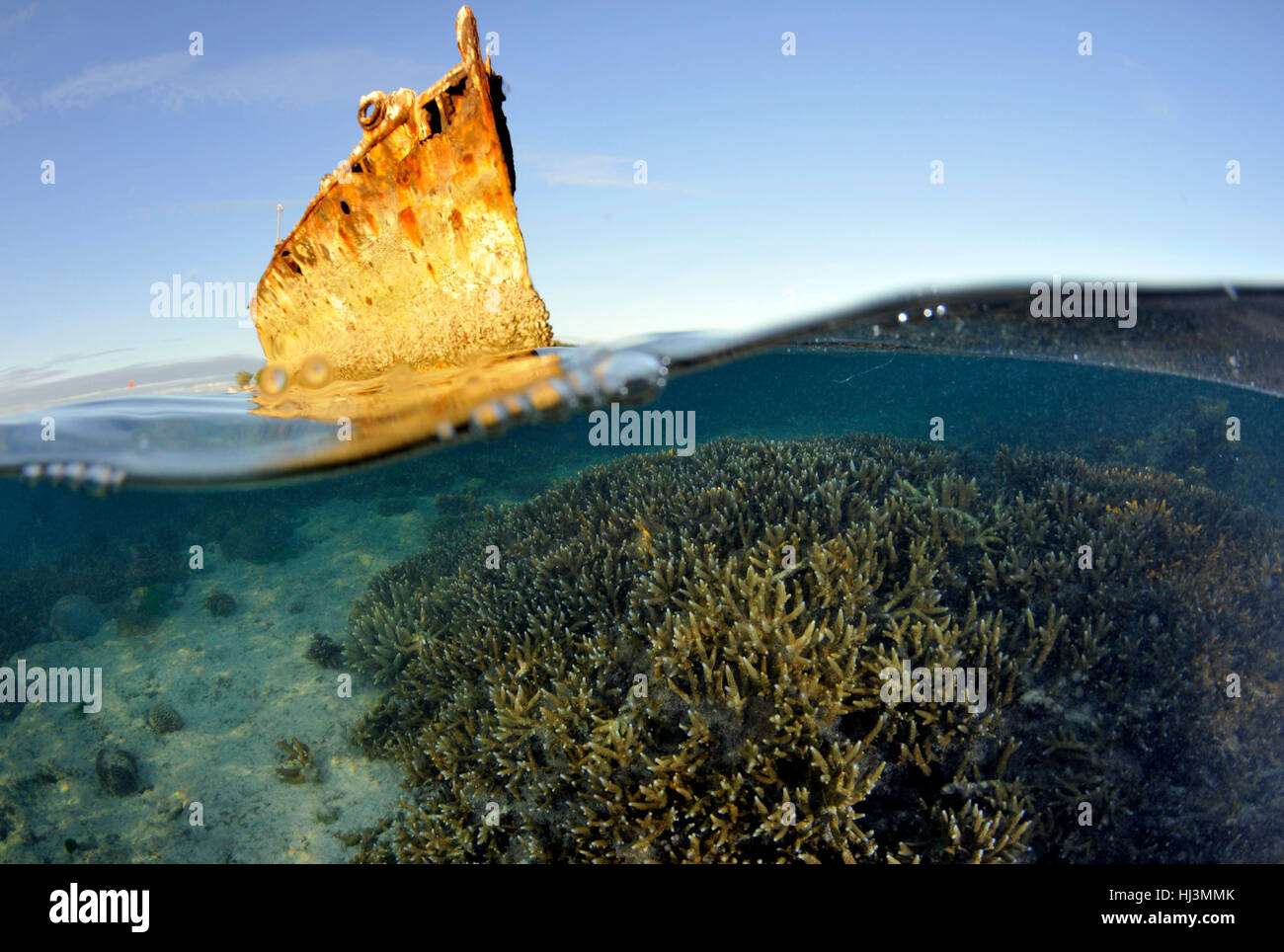 Shallow staghorn coral head, Acropora sp., and HMAS Protector shipwreck, dragged to Heron Island in 1945, Great Barrier Reef, Queensland, Australia Stock Photo