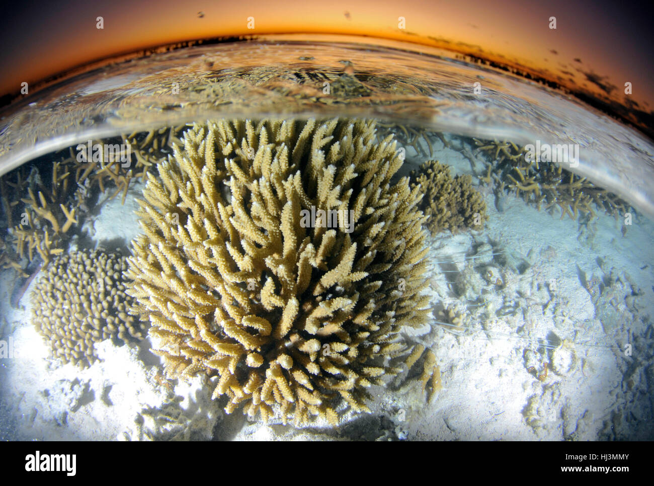 Shallow staghorn coral head, Acropora sp., at sunset, Heron Island, Great Barrier Reef, Queensland, Australia Stock Photo
