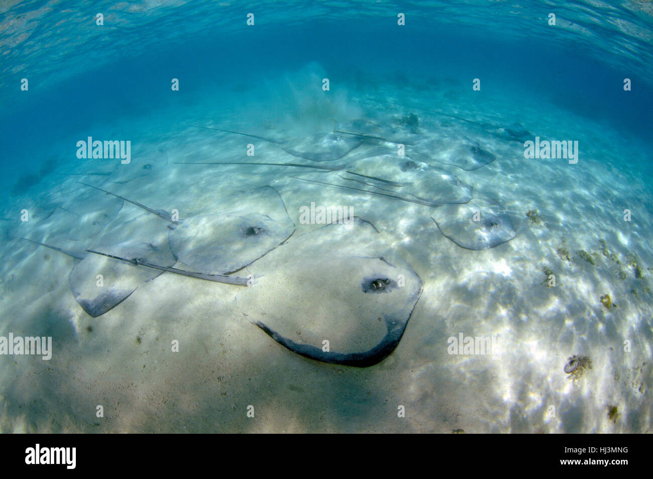 An aggregation of cowtail stingrays, Pastinachus sephen, in shallow waters off Shark Bay, Heron Island, Great Barrier Reef, Queensland, Australia Stock Photo