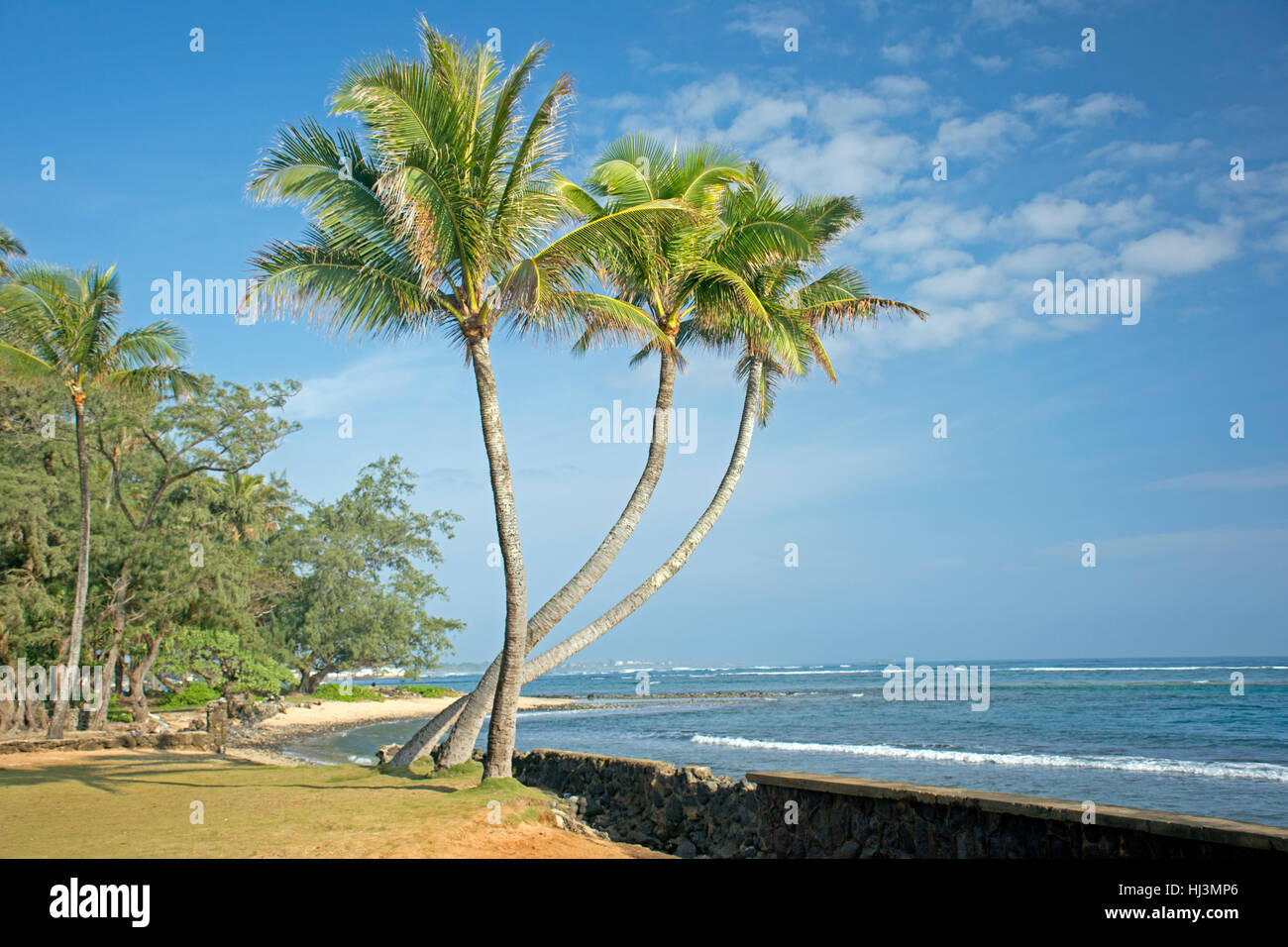 Three coconut trees by the shore of Hauula Beach, Oahu, Hawaii, USA Stock Photo