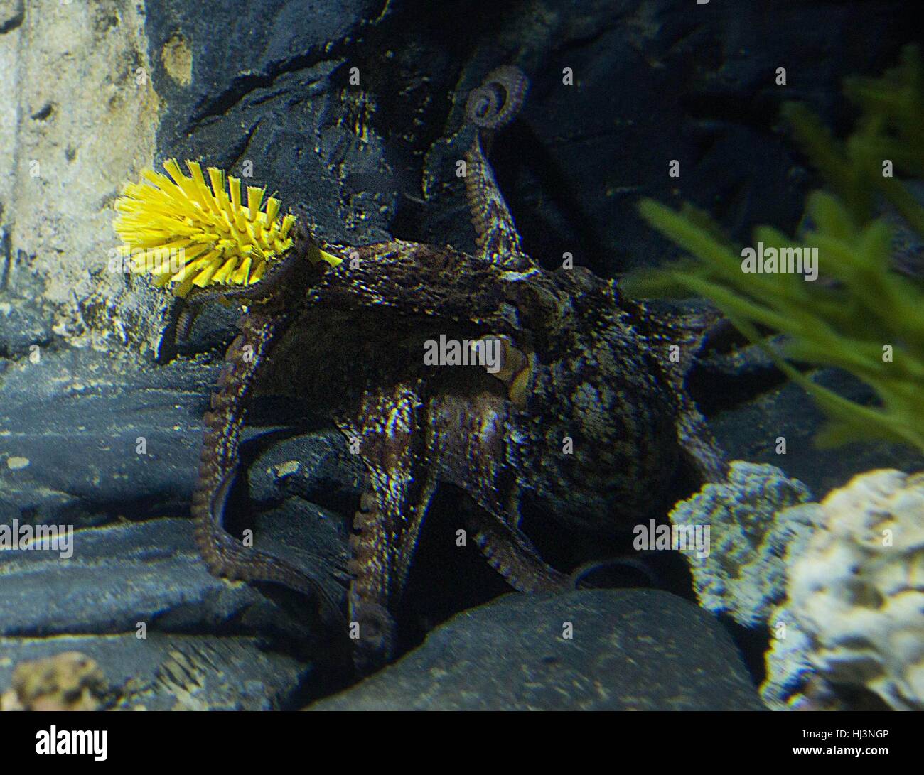 Dora the octopus takes a cleaning brush from staff participating in the annual weeklong deep clean at SEA LIFE London Aquarium. Stock Photo