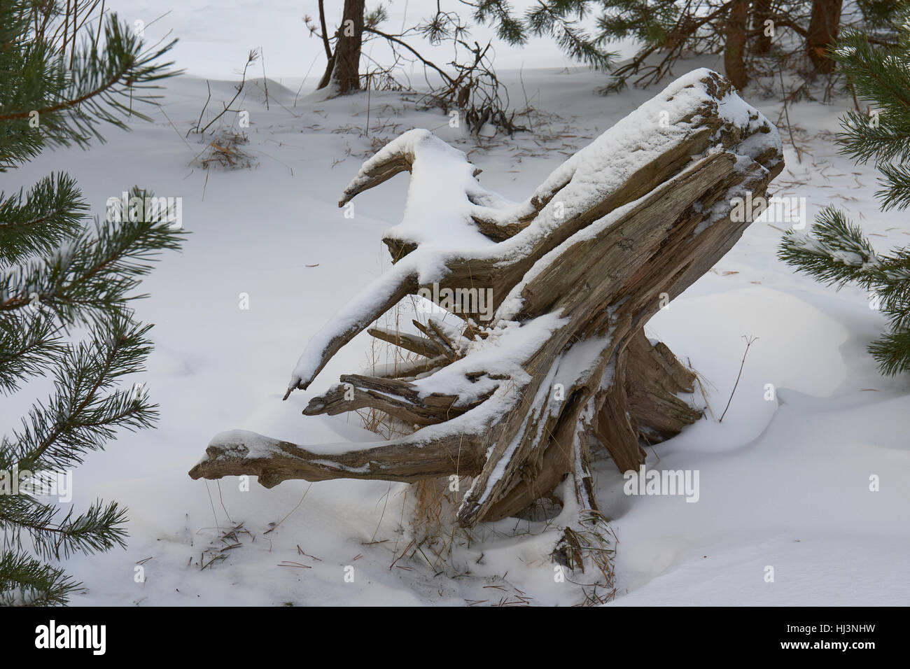 Tree roots snow hi-res stock photography and images - Alamy