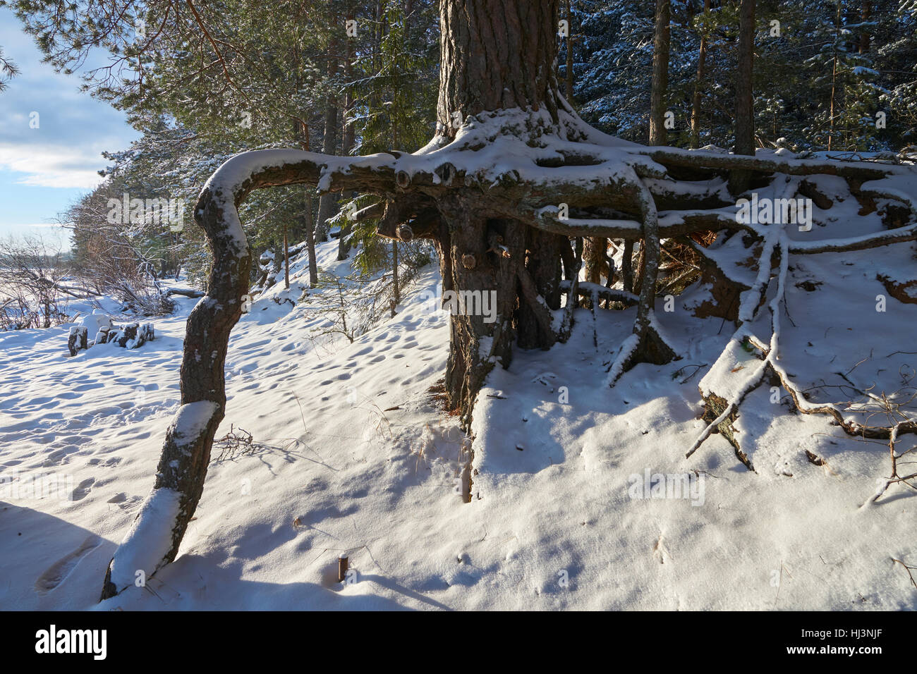 Large roots of pine tree near Vselug lake in winter. Penovskiy district, Tver oblast, Russia. Stock Photo