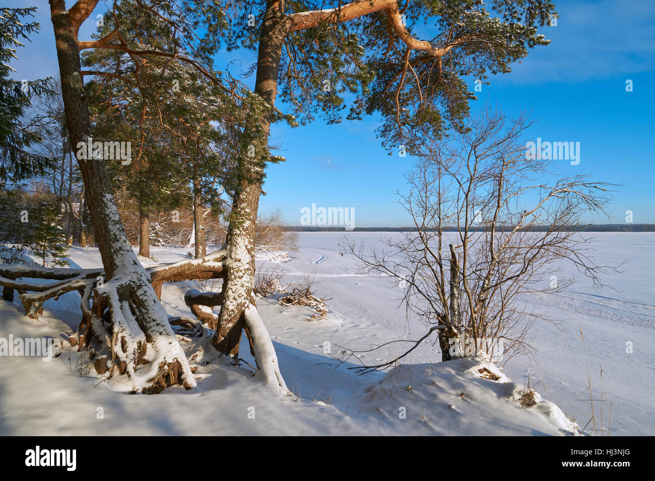 Large roots of pine trees near Vselug lake in winter. Penovskiy district, Tver oblast, Russia. Stock Photo