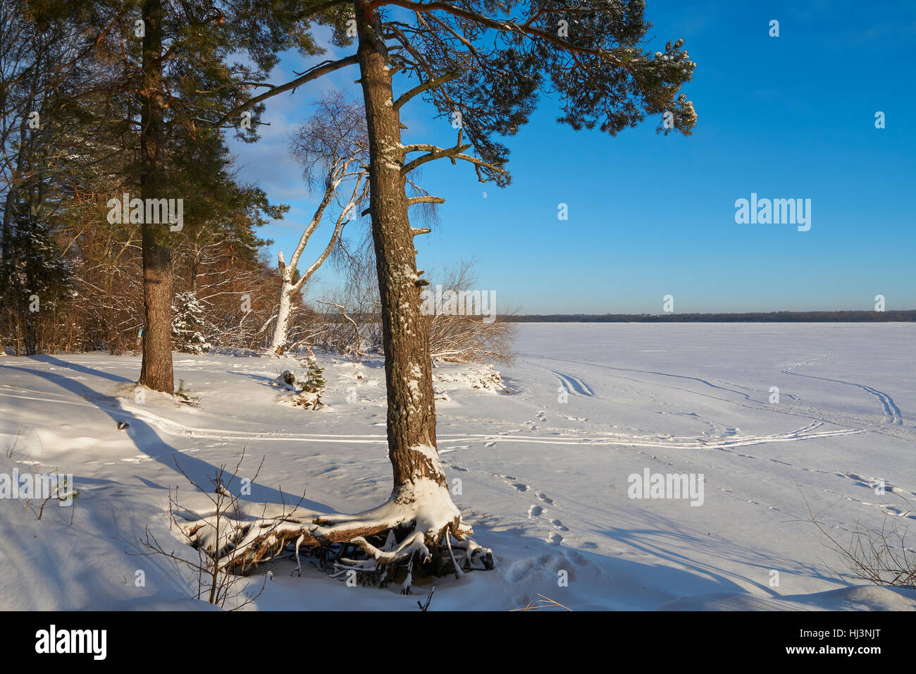 Large roots of pine tree near Vselug lake in winter. Penovskiy district, Tver oblast, Russia. Stock Photo