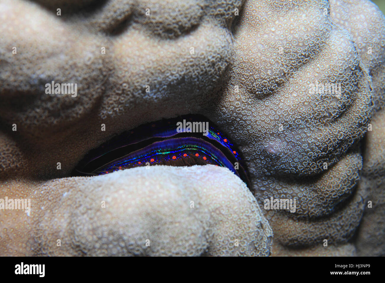 Iridescent clam (Pedum spondyloideum) underwater in the tropical coral reef of the red Stock Photo