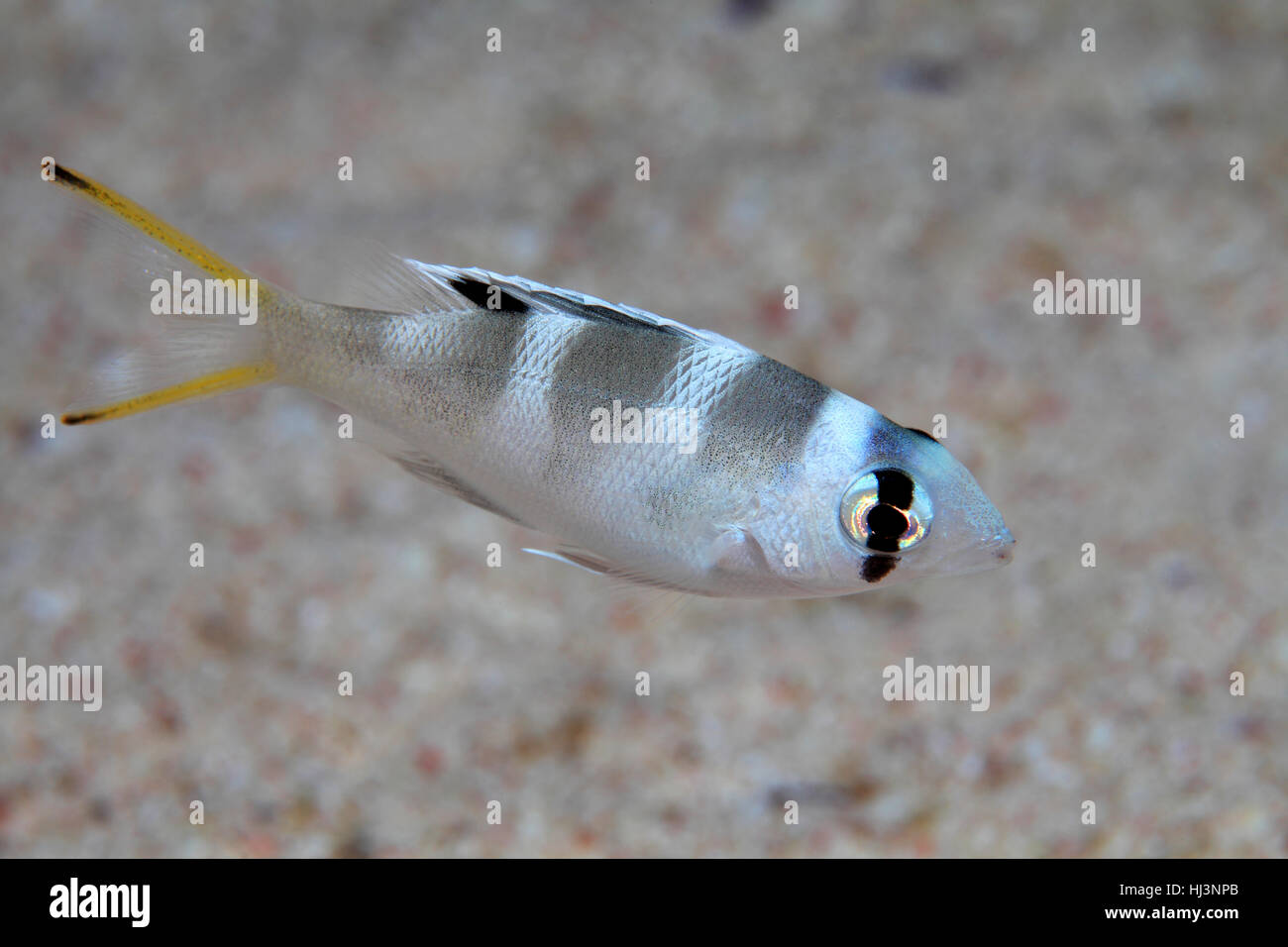 Juvenile bigeye emperor fish (Monotaxis grandoculis) underwater in the tropical reef of the red sea Stock Photo
