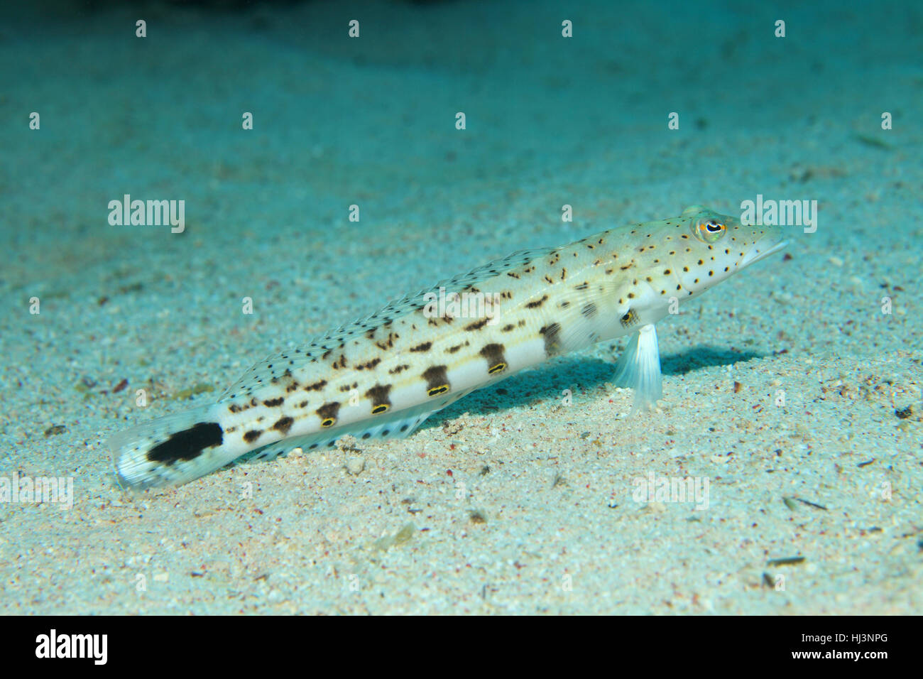 Speckled sandperch fish (Parapercis hexophthalma) underwater on the sandy bottom of the red sea Stock Photo
