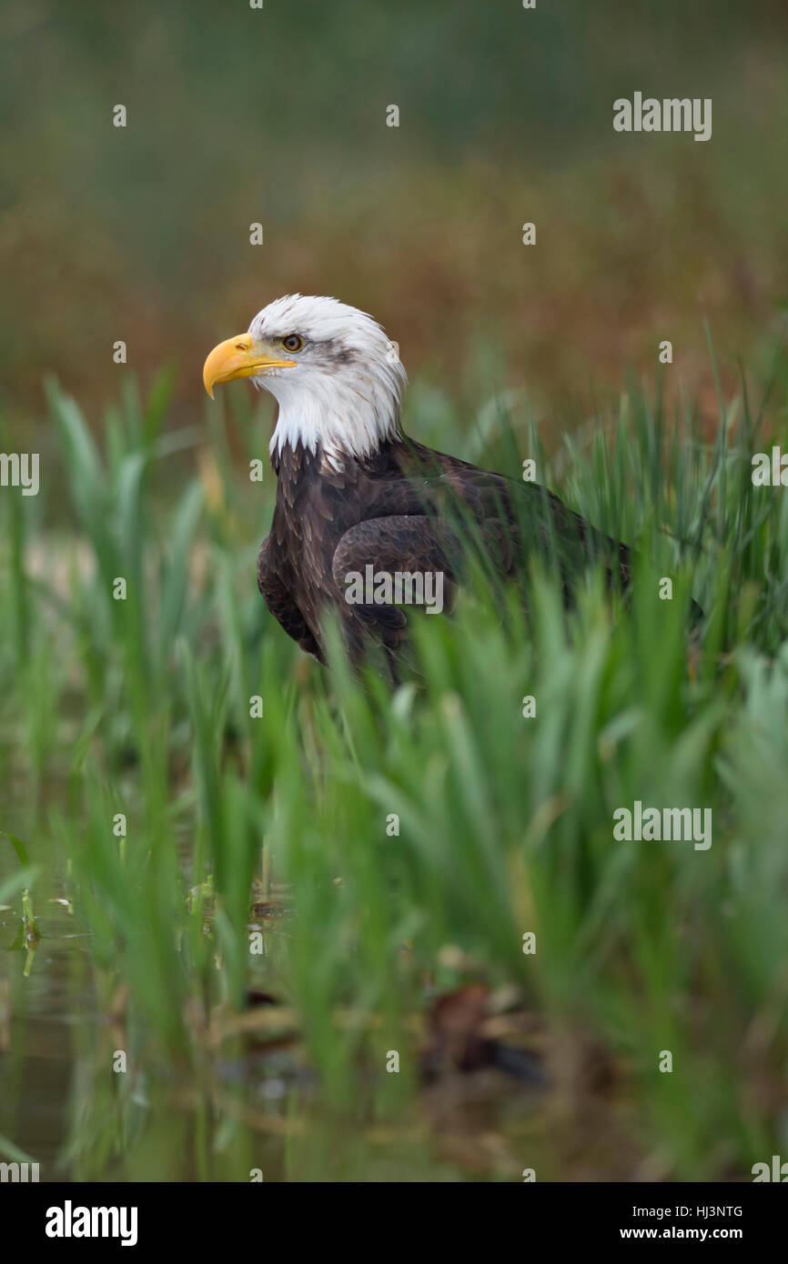 Bald Eagle ( Haliaeetus leucocephalus ), adult, sitting on the ground, hiding in reed grass at the bank of a lake, hunting. Stock Photo