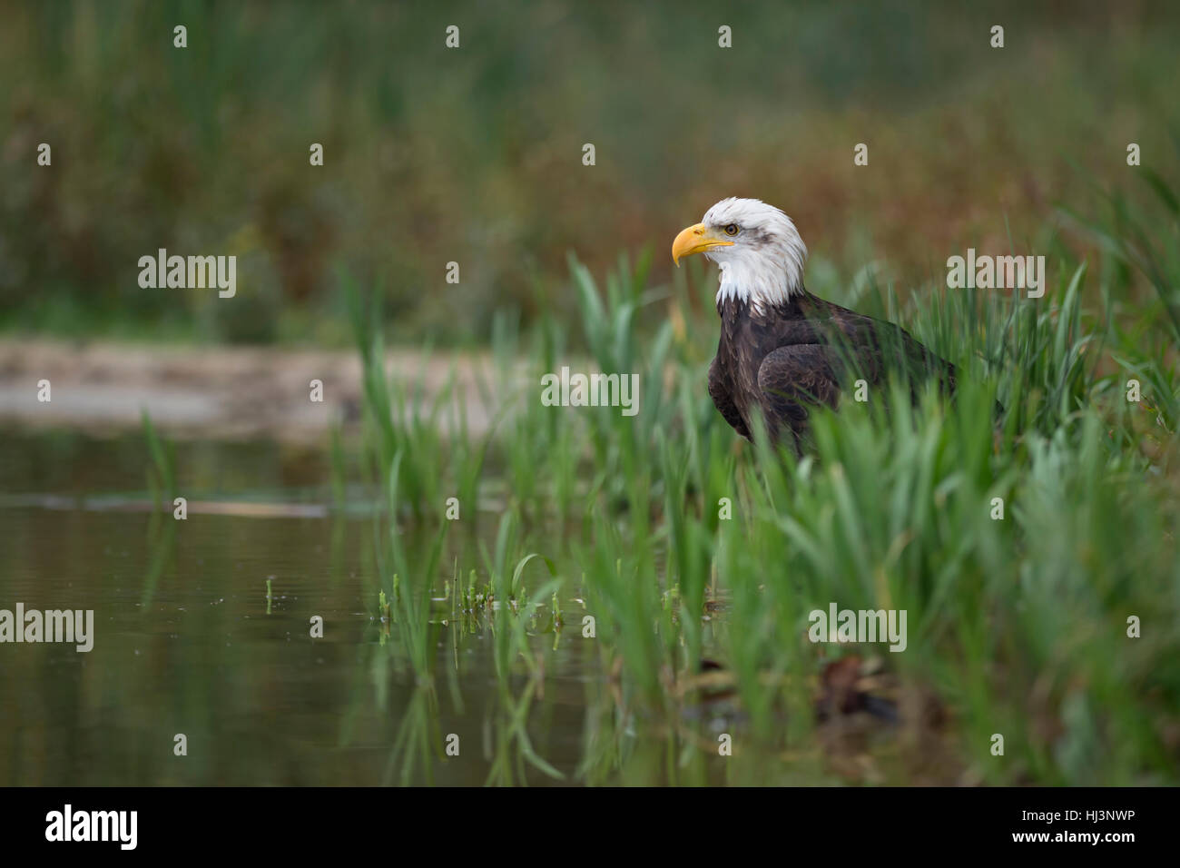 Bald Eagle ( Haliaeetus leucocephalus ), adult, sitting on the ground, hiding in reed grass at the bank of a lake, hunting. Stock Photo