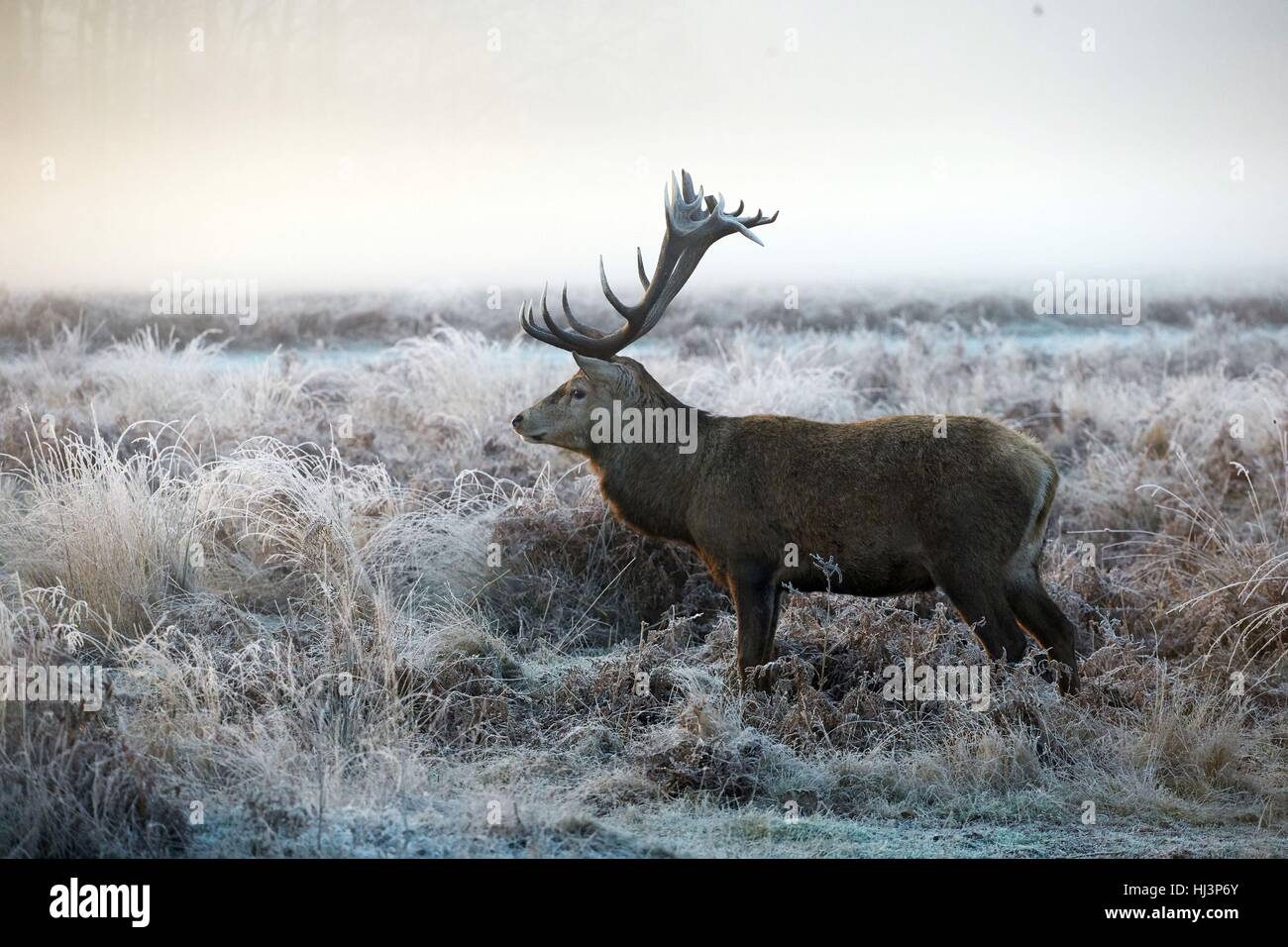 A deer stands in frost-covered grass in Richmond Park, south west London, as some rural areas are expected to see lows of minus 7C (19.4F) as the wintry weather continues, according to forecasters. Stock Photo