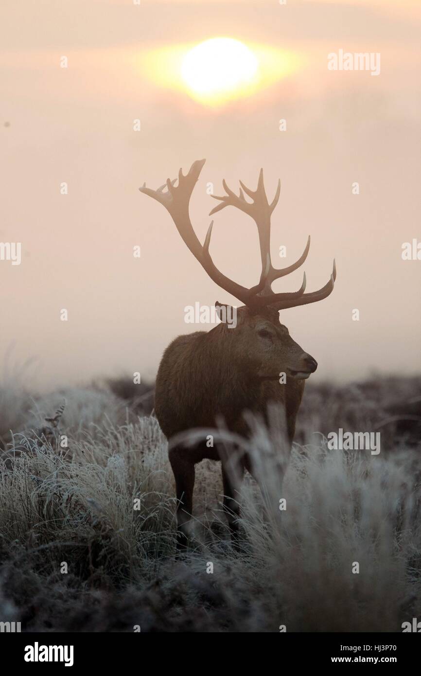 A deer stands stands in front of the rising sun in Richmond Park, south west London, as some rural areas are expected to see lows of minus 7C (19.4F) as the wintry weather continues, according to forecasters. Stock Photo