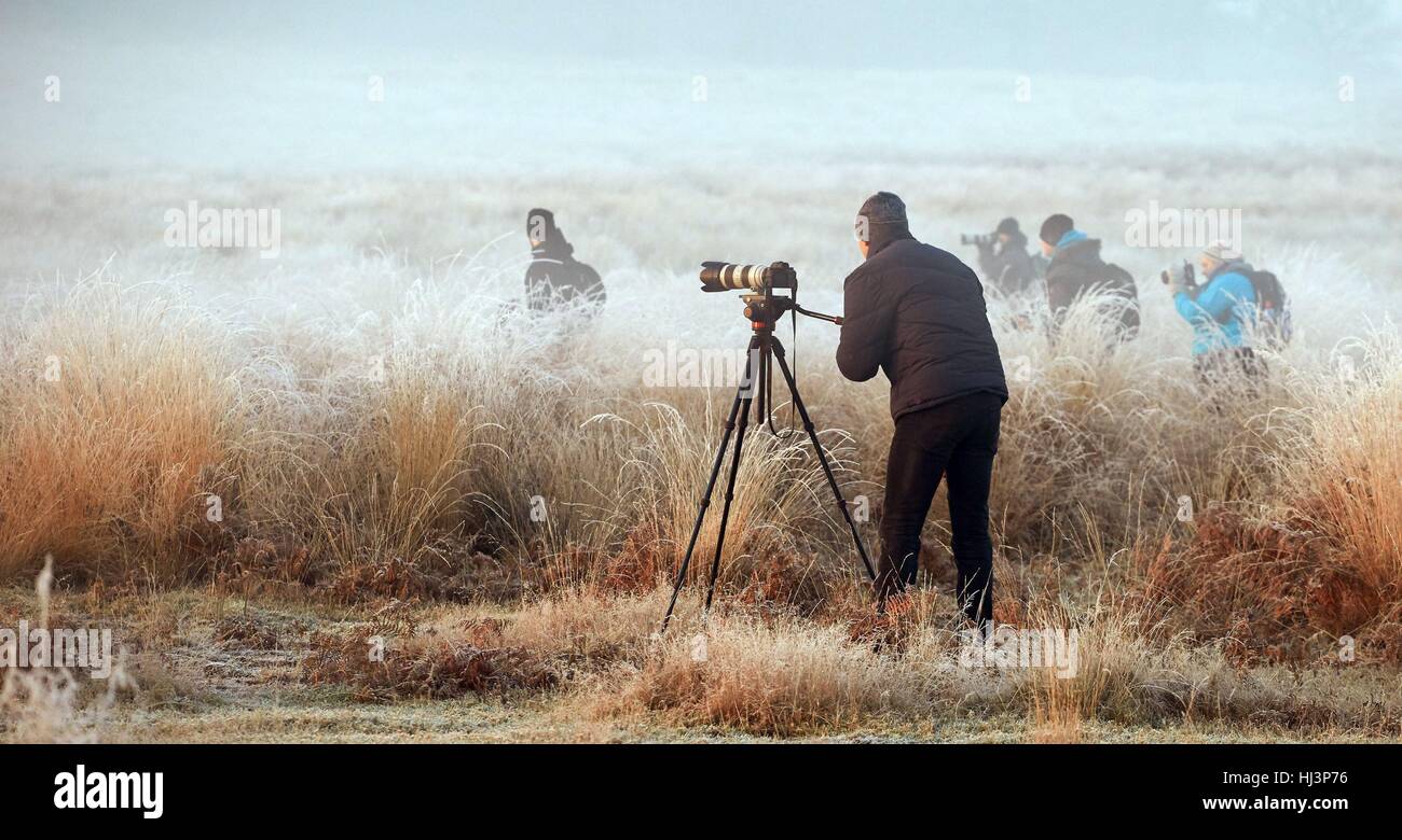 Photographers stand in frost-covered grass to photograph a deer in Richmond Park, south west London, as some rural areas are expected to see lows of minus 7C (19.4F) as the wintry weather continues, according to forecasters. Stock Photo