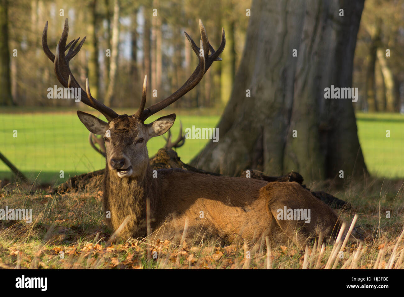 Closeup of deer with antlers sitting in parkland under tree, chewing