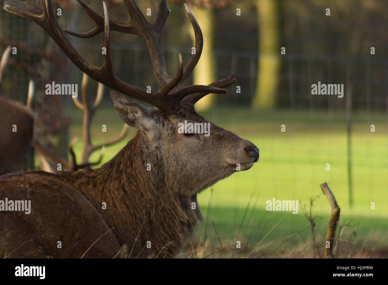 Close-up of deer with antlers sitting in parkland Stock Photo