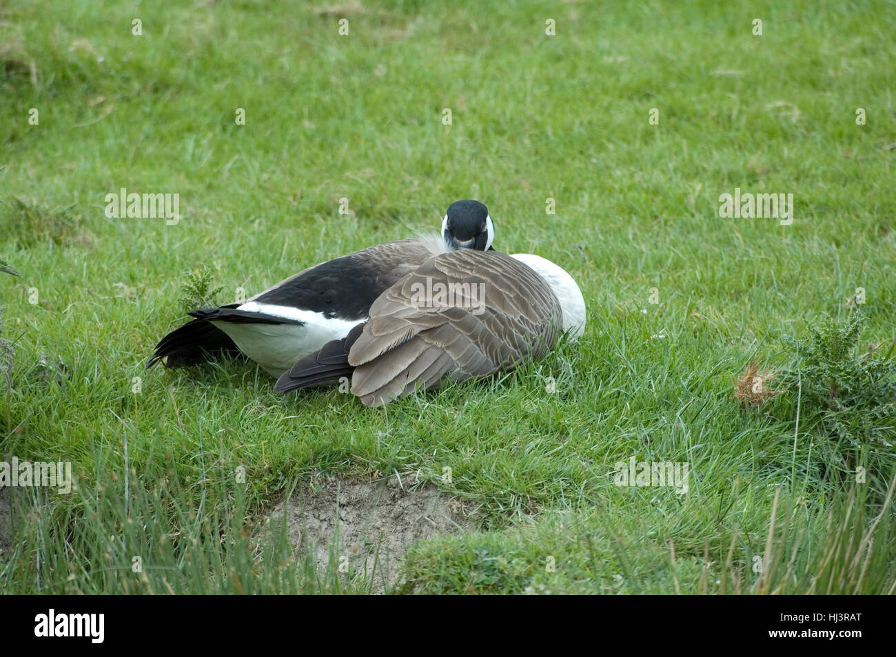 Canada goose zug jobs mexico sales