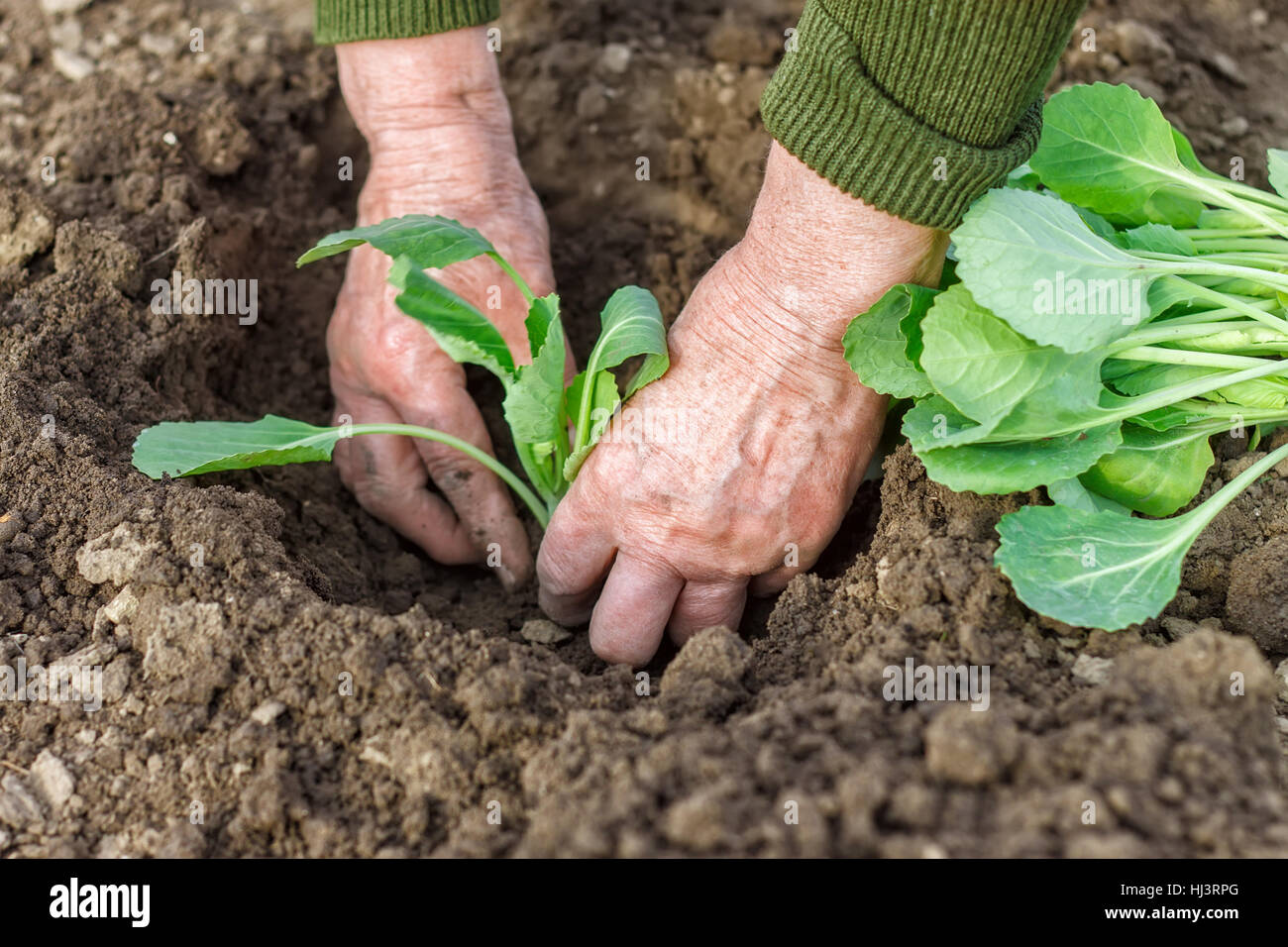 Cabbage planting : 335 581 images, photos de stock, objets 3D et images  vectorielles