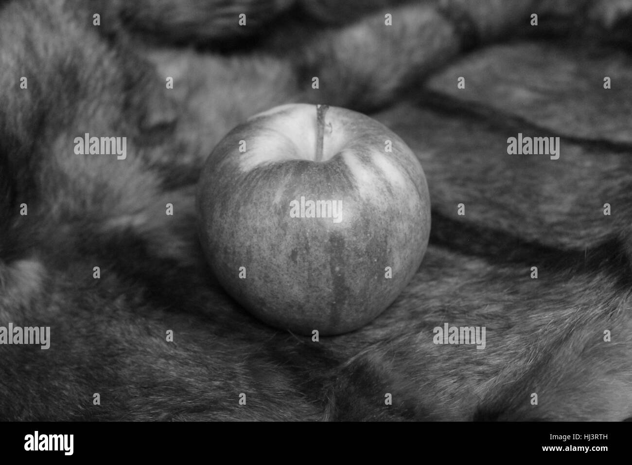 appetizing  ripe big apple lay on fur symbol of love and temptation Stock Photo
