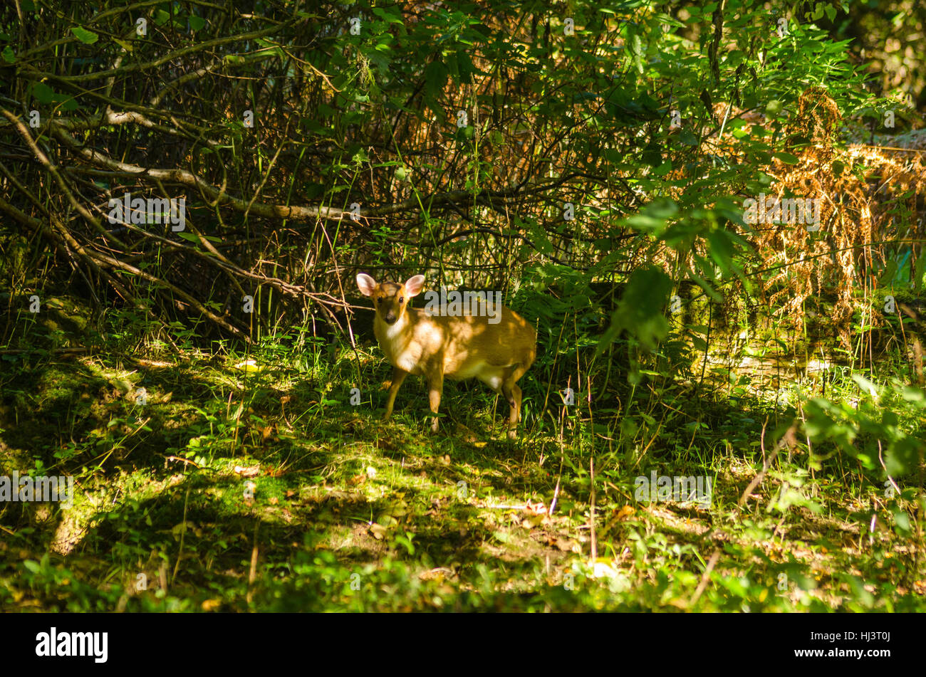 Muntjac Deer (Muntiacus reevesi) on a Nature reserve in the Herefordshire UK cuntryside Stock Photo