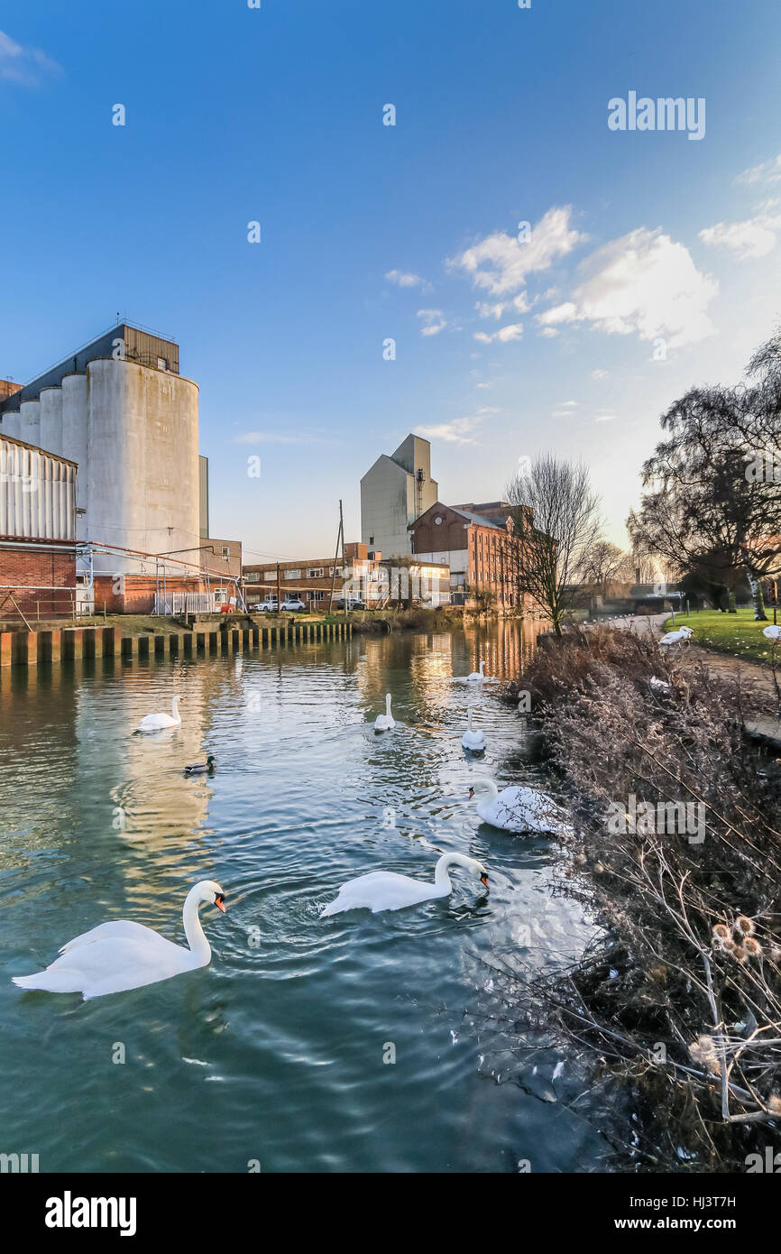 Whitworth's Flour Mills on the banks of the River Nene in