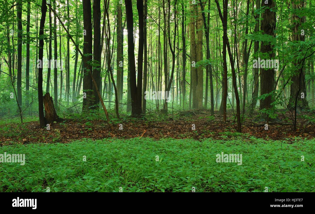 Lush Green Wilderness Forest Background. Michigan forest with fog and deep green color. Horizontal orientation with copy space in the foreground. Stock Photo