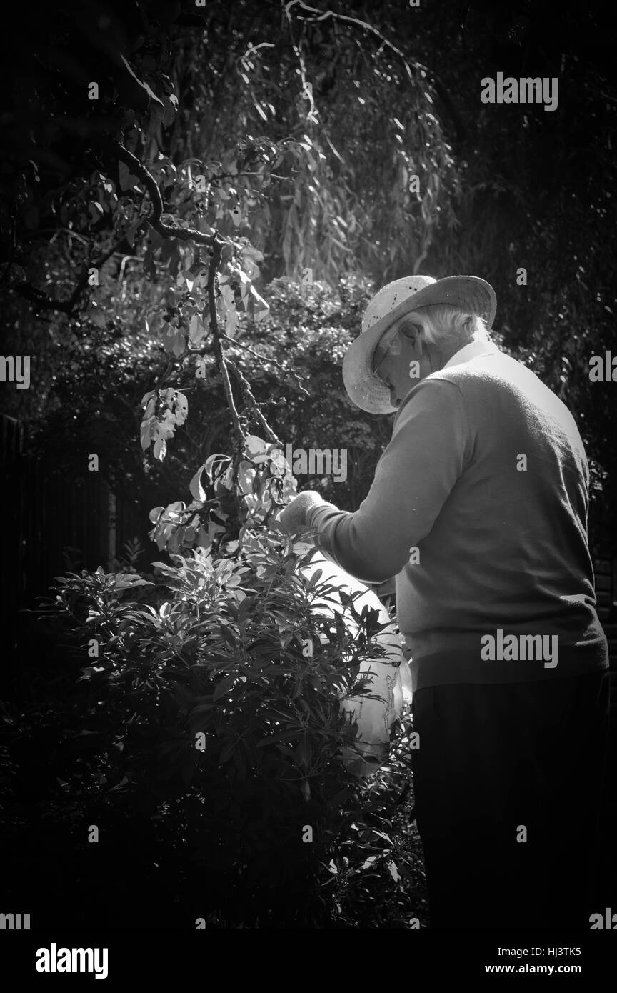 Old gentleman Gardening  in Black and White Stock Photo