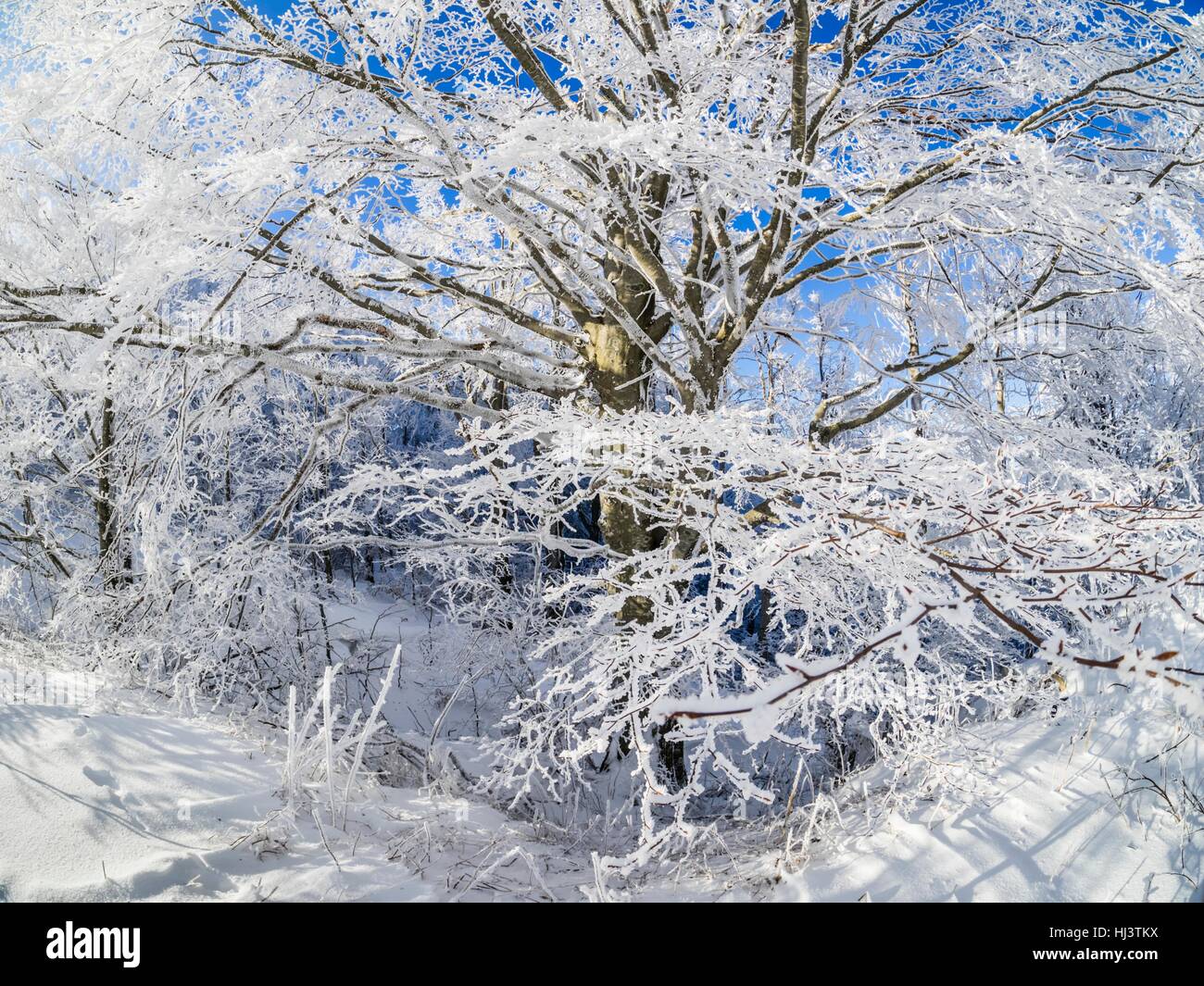 Icy coldIcy cold tree full of ice and snow branches branch sunny-day sunnyday sunny bright magnificent marvelous ice Stock Photo