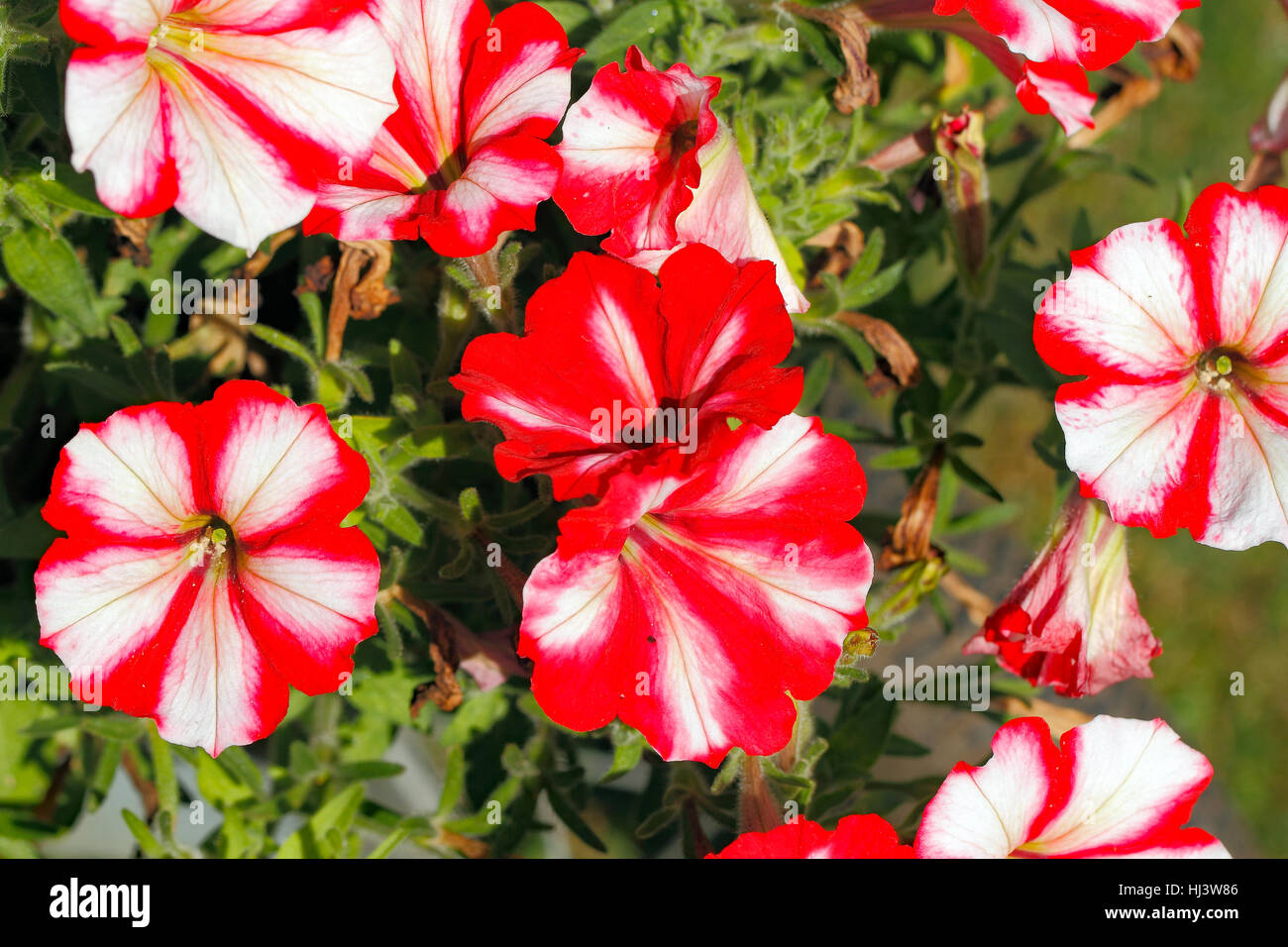 Flowering petunias on a garden in summer Stock Photo Alamy