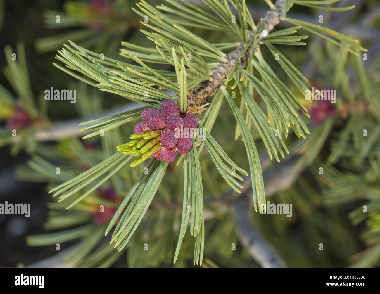 male flowers of whitebark pine, Pinus albicaulis at high altitude in the Sierra Nevada. Stock Photo