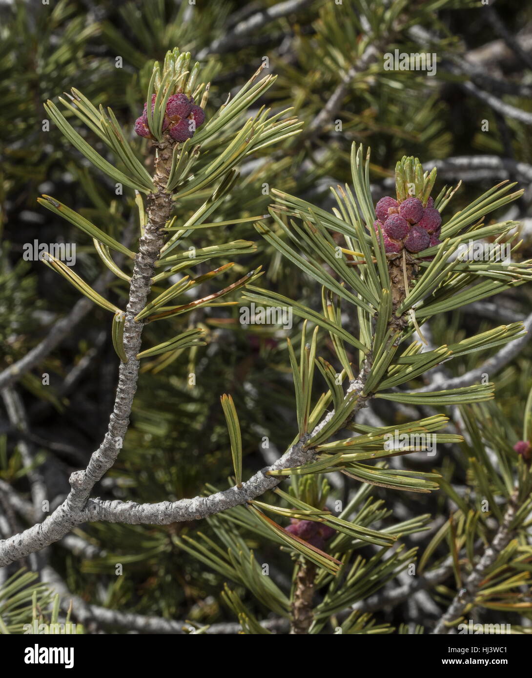 Male flowers of whitebark pine, Pinus albicaulis at high altitude in the Sierra Nevada. Stock Photo
