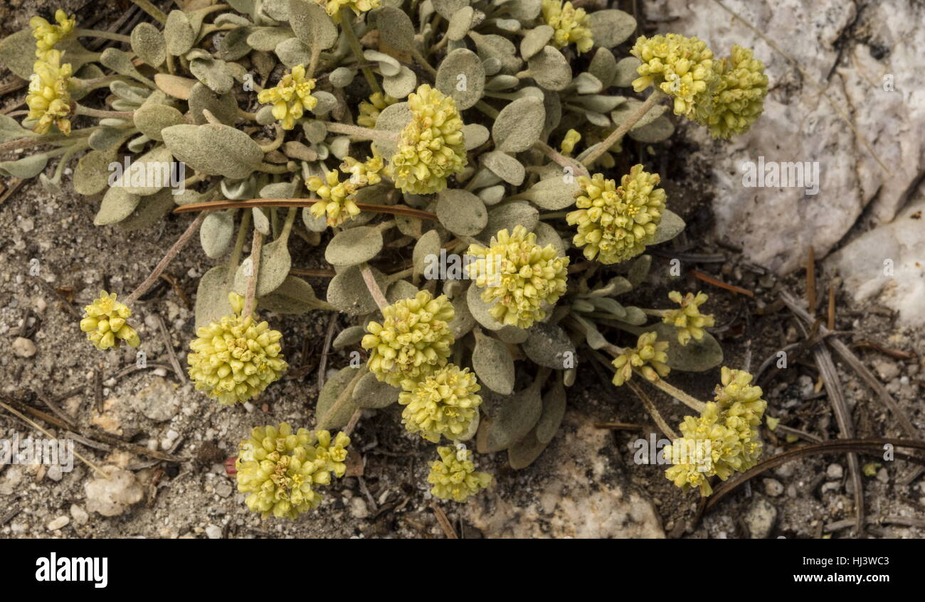 Frosted buckwheat, Eriogonum incanum in flower, high in the Sierra Nevada. Stock Photo