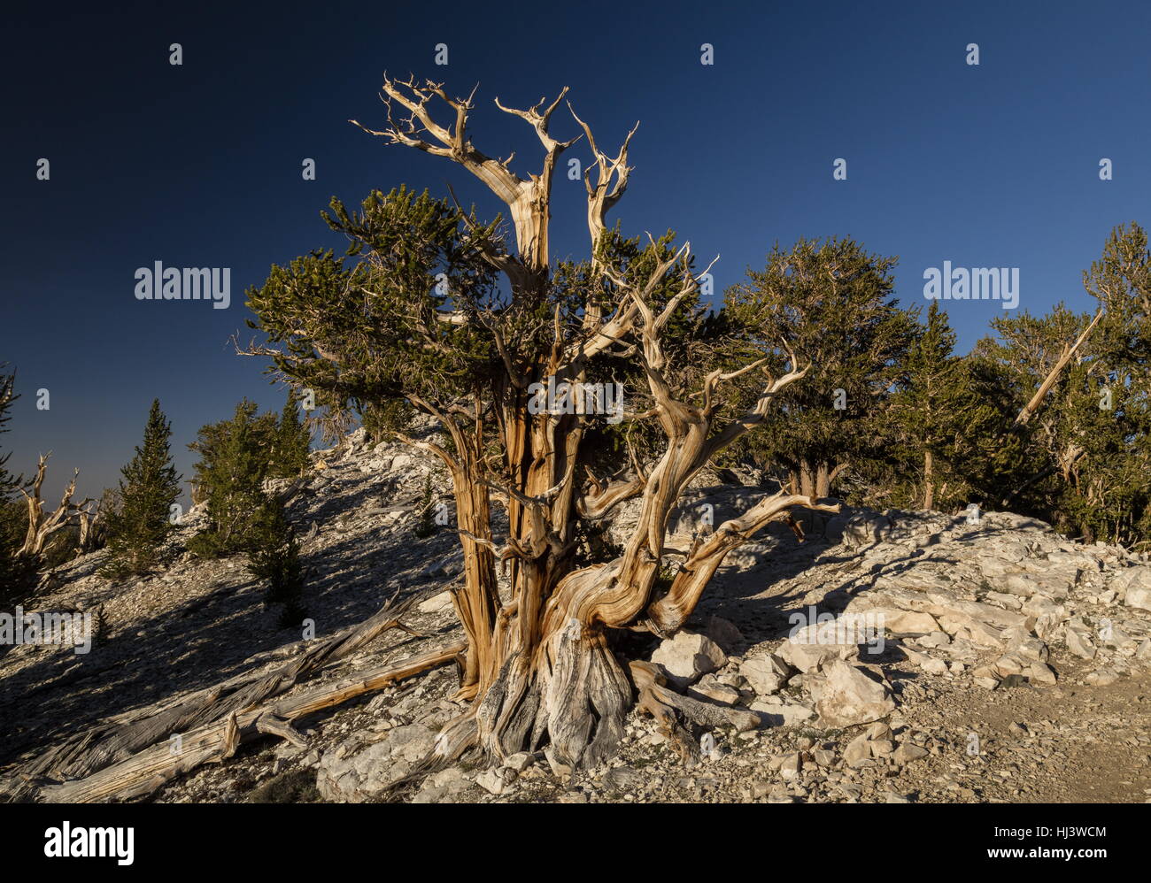 Great Basin bristlecone pine or Bristlecone pine, Pinus longaeva, in the White Mountains, California. The oldest known trees in the world. Stock Photo