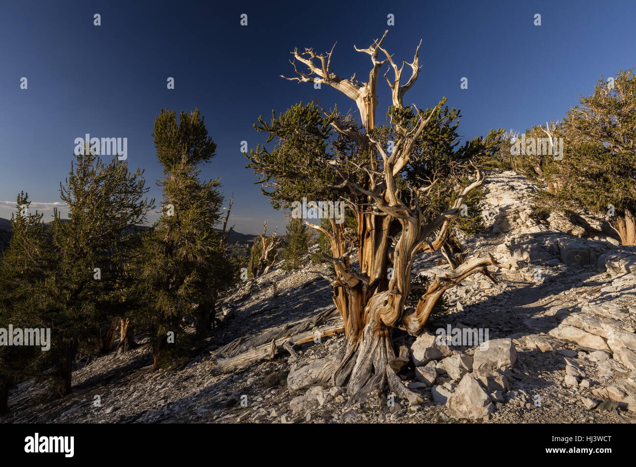 Great Basin bristlecone pine or Bristlecone pine, Pinus longaeva, in the White Mountains, California. The oldest known trees in the world. Stock Photo