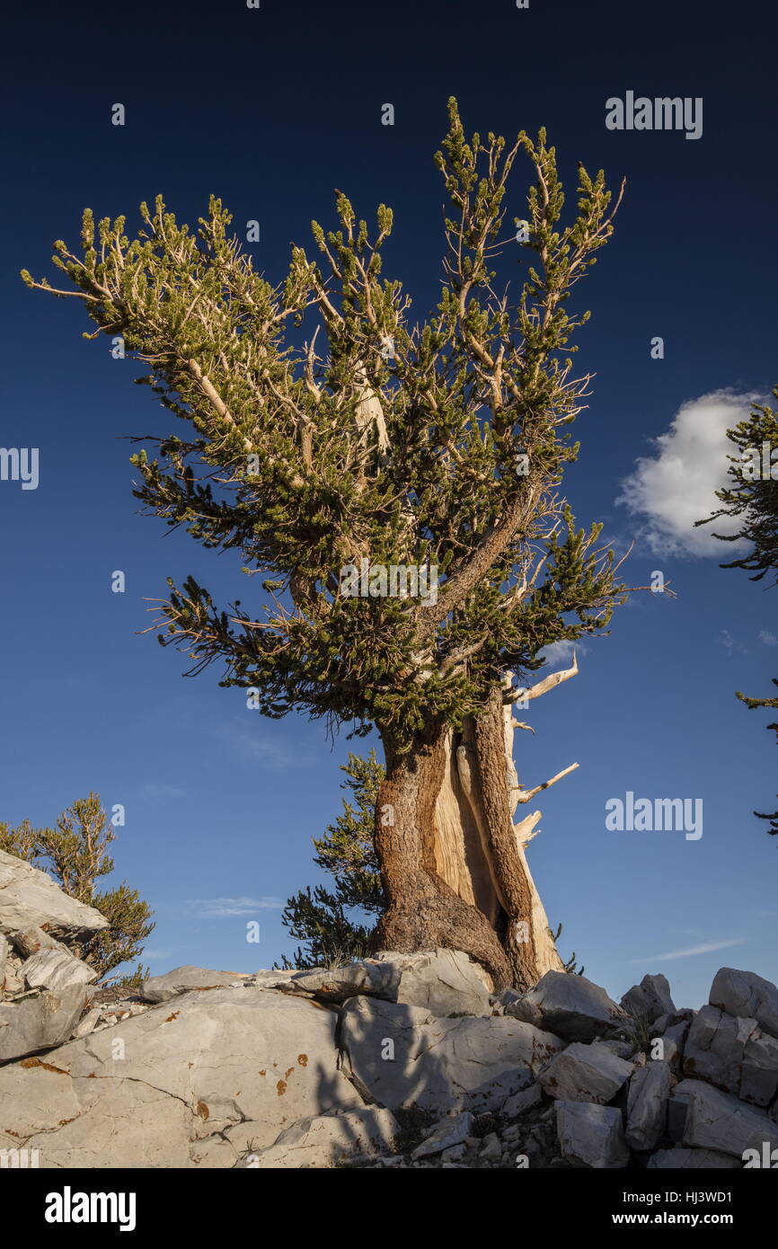 Great Basin bristlecone pine or Bristlecone pine, Pinus longaeva, in the White Mountains, California. The oldest known trees in the world. Stock Photo