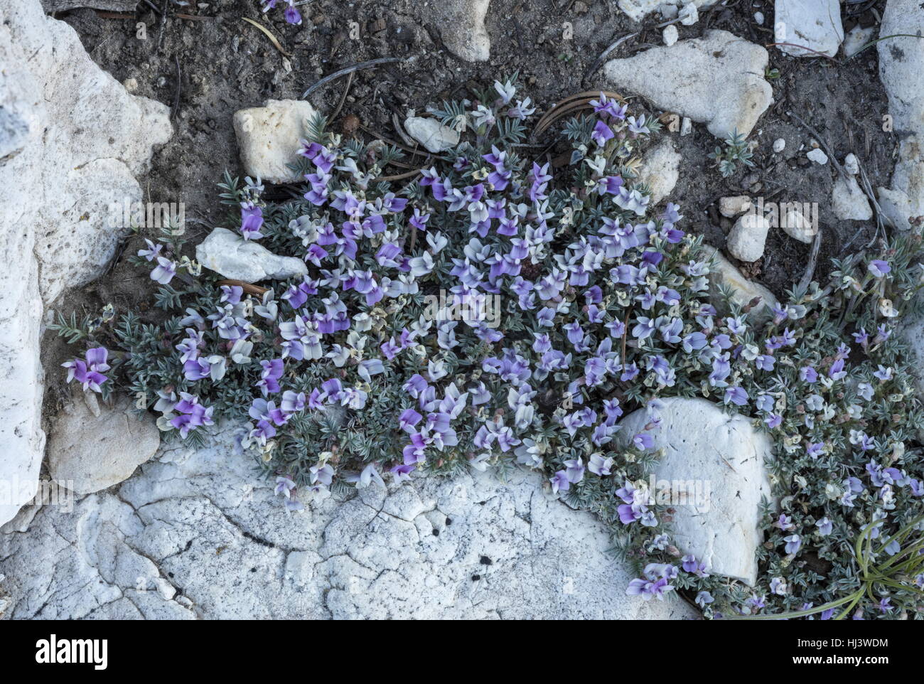 Spiny milkvetch, Astragalus kentrophyta clump in full flower at high altitude in the White Mountains, California. Stock Photo