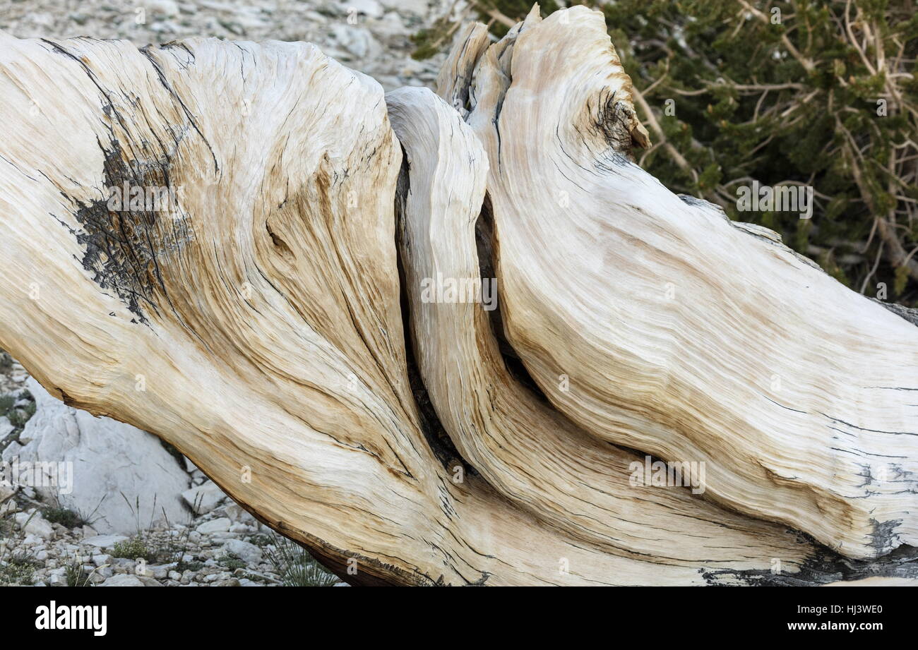 Great Basin bristlecone pine or Bristlecone pine, Pinus longaeva, in the White Mountains, California. The oldest known trees in the world. Stock Photo